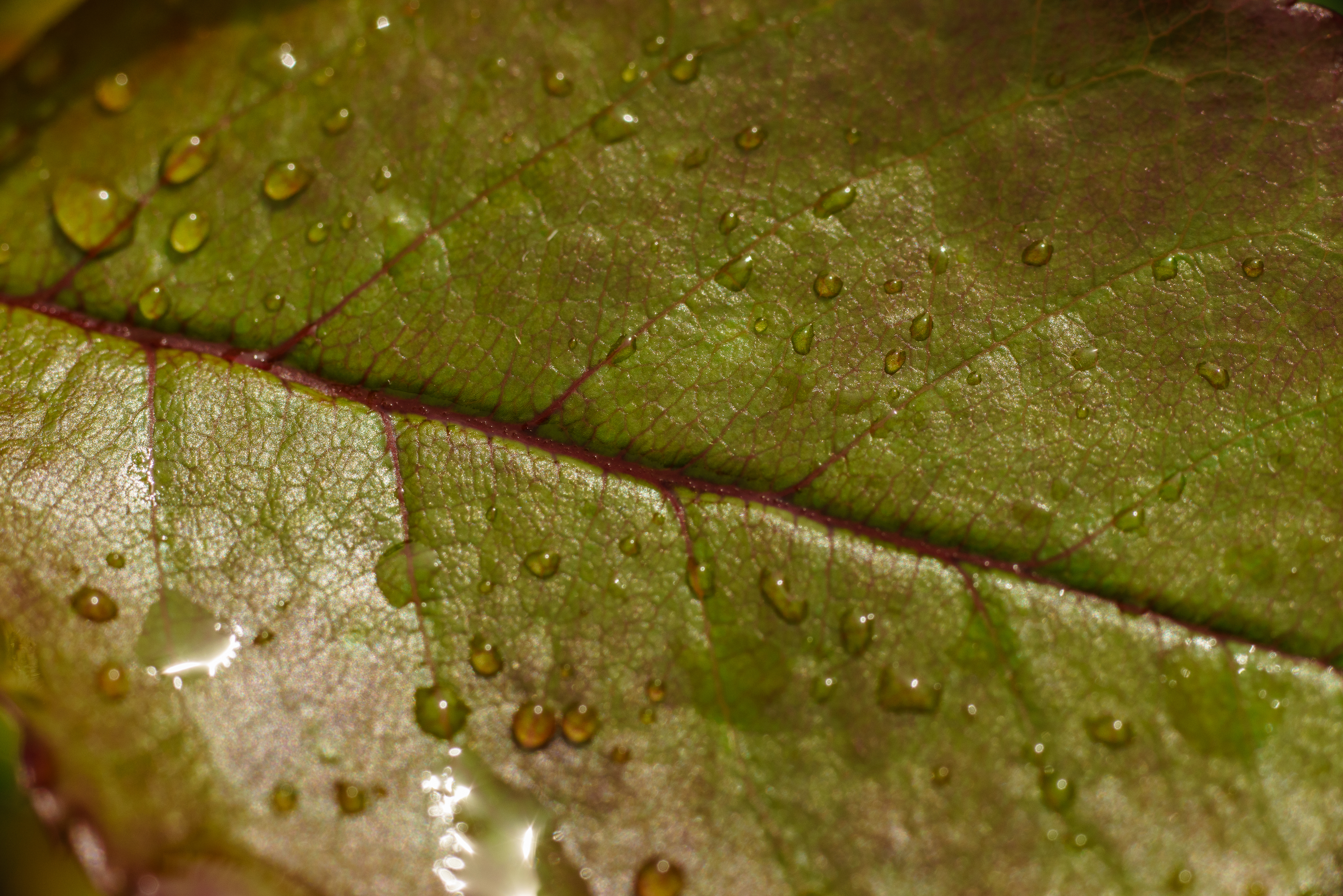 DSC03856.jpg