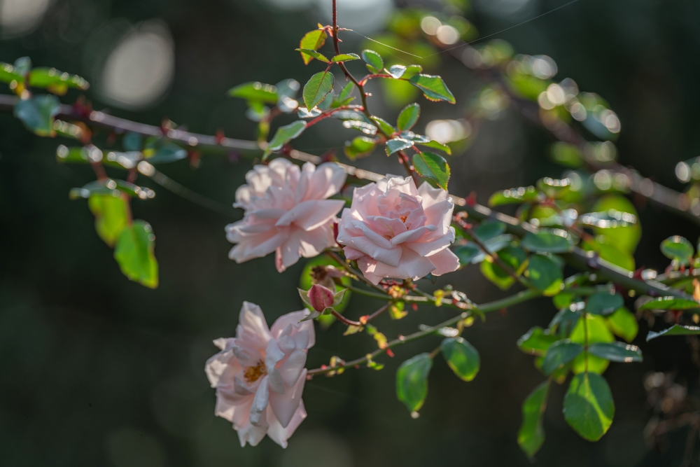 Tamron 70-180mm F2.8 Di III VXD