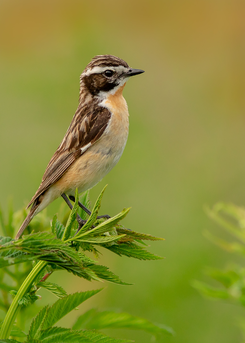 Pokląskwa Canon 7D Mark II plus Canon EF 300mm 4 L IS USM