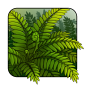 fern1.png