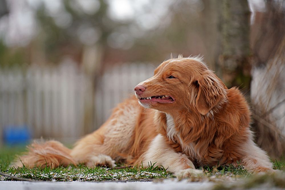 Tamron 35 150mm F2 2.8 Di III Bokeh 150mm 2