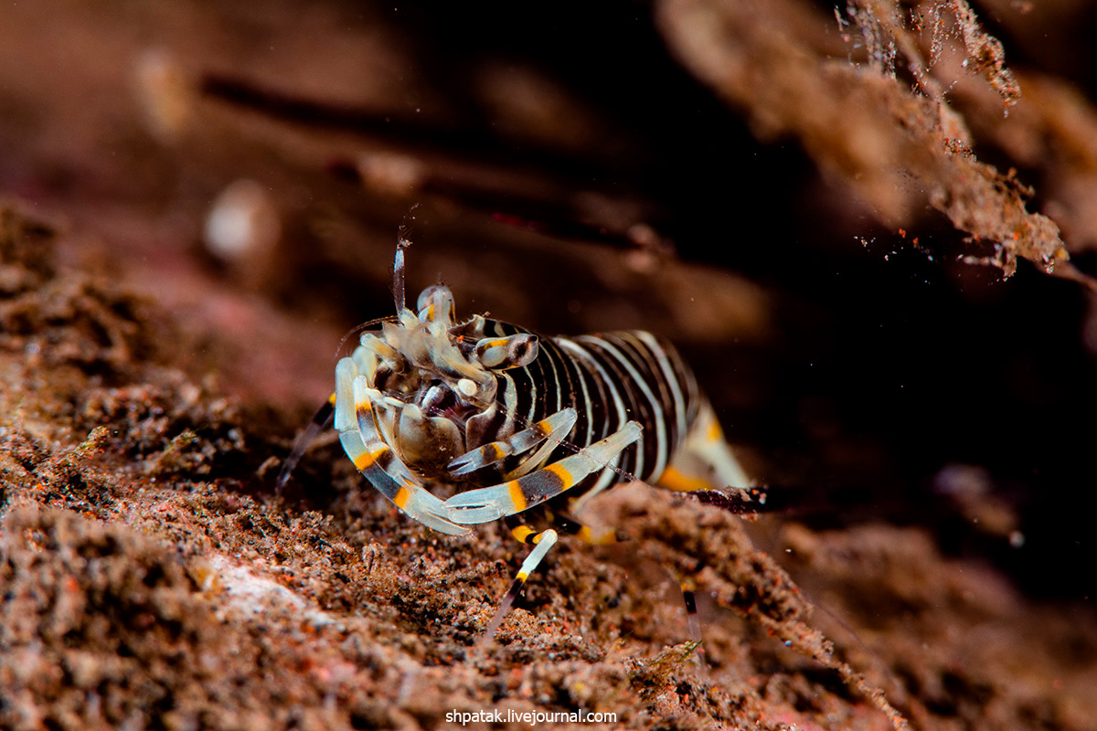 2019. Бали. Туламбен. Лето за деньги. День 13. melanesica, Hypselodoris, frogfish, clown, Bumblebe, shrimp, Искренне, икрой, Помпом, писать, чтото, D500Nikkor, Nikon, kuniei, Сегодня, вчера, ночного, после, унырялись, Goniobranhus