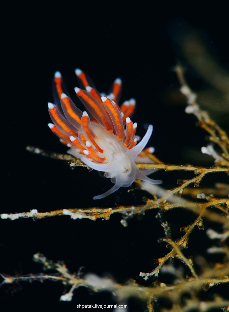 Дайвинг на севере Приморья. Бухта Рудная. Eubranchus sanjuanensis. Первое, нудик, редким, находкам, Канаде, Британская, Колумбия,  Данный, обычно, sanjuanensis, попадался, исчезал, следующего, фотографии, годам, Определен, известен, зовут Eubranchus, этого, благодаря