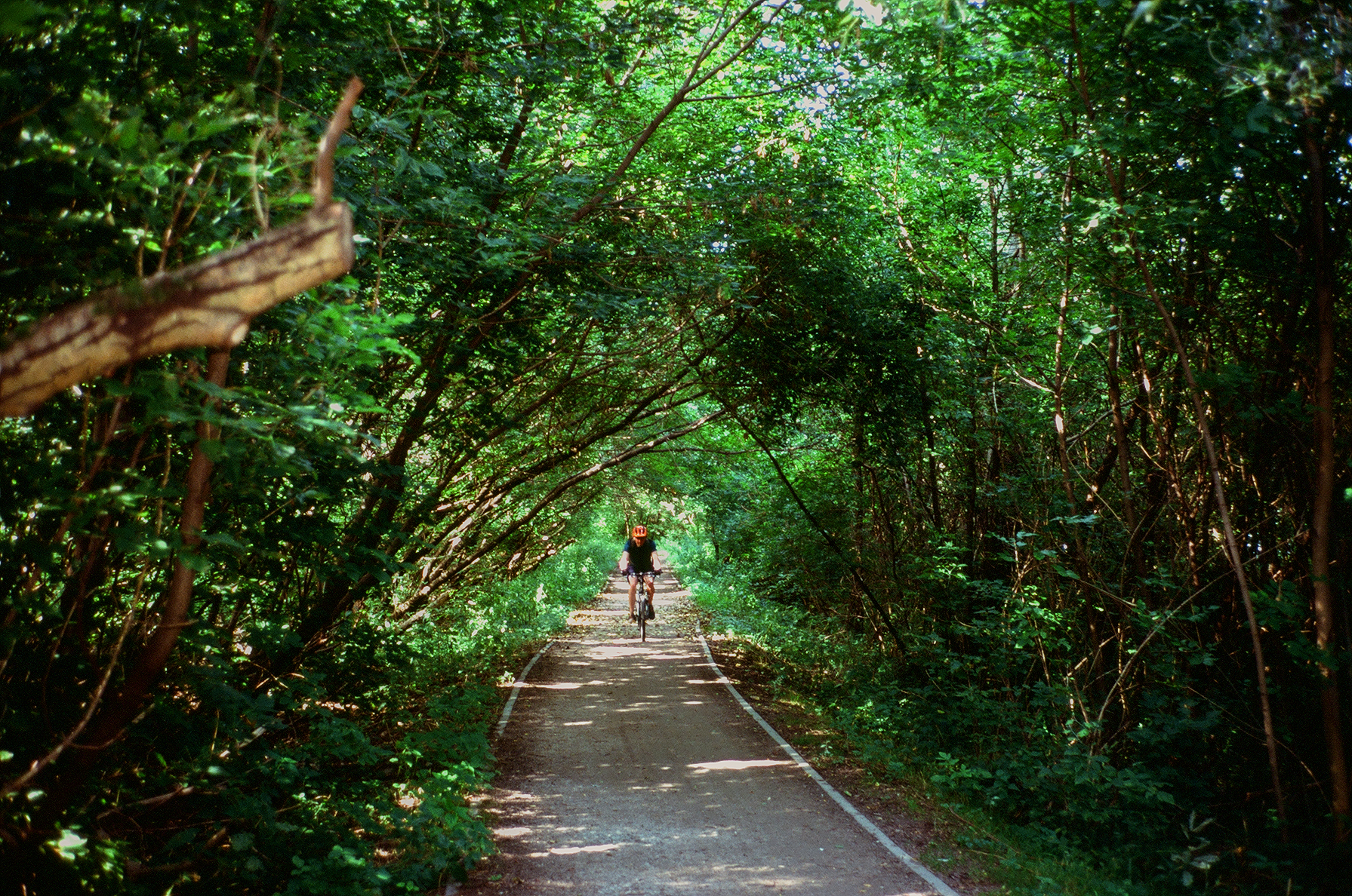 Spacer z małpami - Contax T2 i T3
