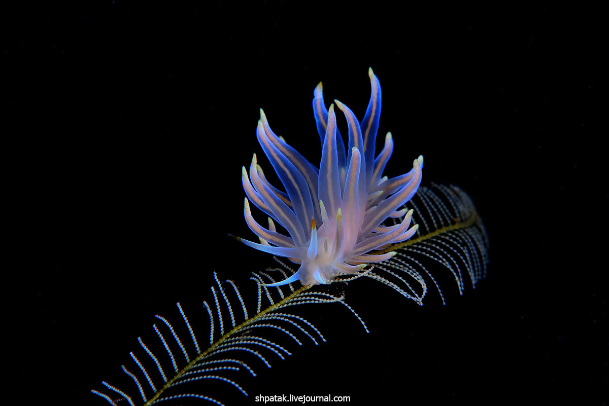 2019 Nature's Best Photography Windland Smith Rice International Awards annual competition. Warbonnet, International, TRinchesia, httpwwwalertdivercomOceanViews2019fbclidIwAR27zIKBNWeZ9PrnswKSolptwA1g4OiTdRSeeujRWrpQ2uJSDPkzd7vXC8, фоточки, посмотреть, можно, category, Views, Ocean, competition, annual, Awards, Smith, japonicus, Windland, Photography, Nature&039s, фотоконкурса, крутого