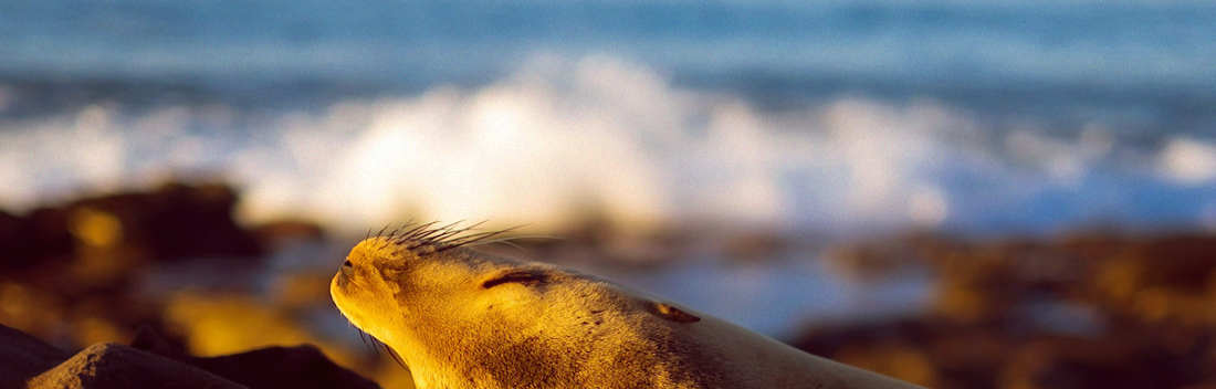 Uma foca saboreia os últimos rios de sol junto à água