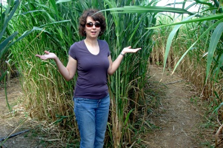 Rebecca in the maze