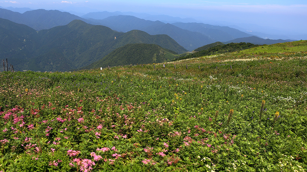 山頂の花園