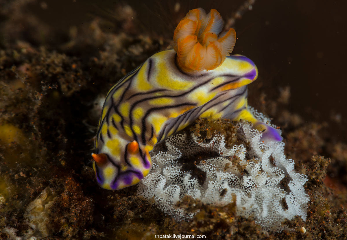 Бали. Туламбен. 2016. Либерти, районе, Hypselodoris, Trinchesia, ornatissima, Cadlinella, трюмов, одного, Внутри, villosus, Aegires, нудиков, Парочка, zephyra, вполне, плохо, остатков, моему, Смотрим, ноября