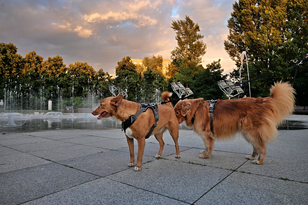 Sigma A 24mm F1.4 DG DN, Panasonic S1R.