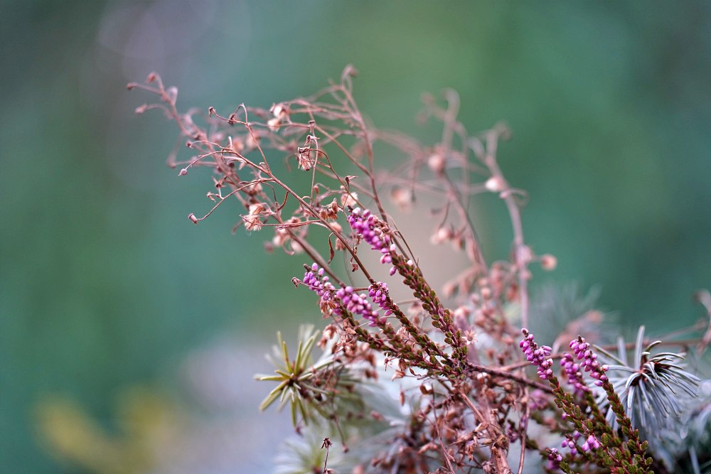 Tamron 35 150mm F2 2.8 Di III Heather 150mm F2.8 Small