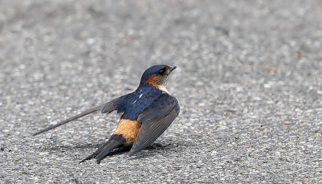 コシアカツバメ