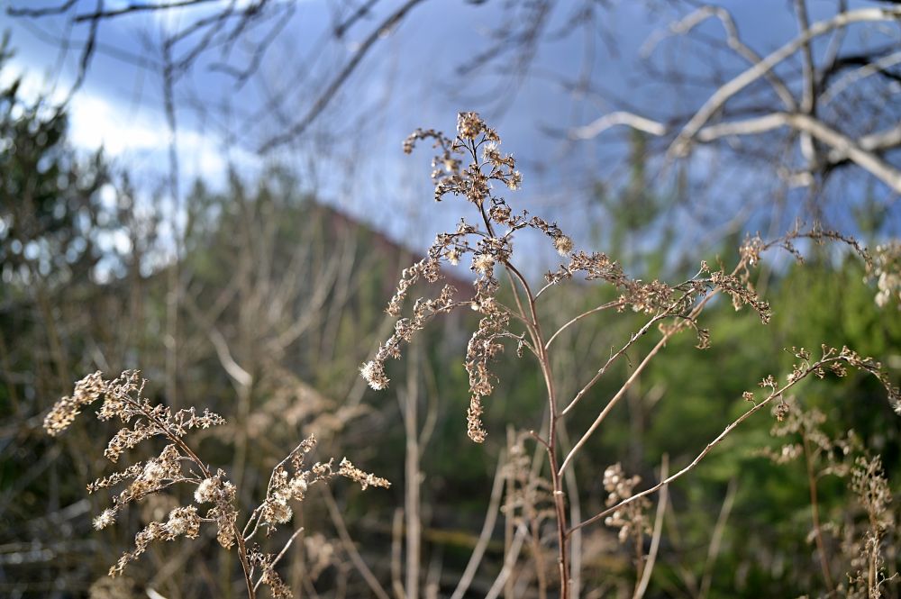 TTArtisan M 28mm F5.6 Grass
