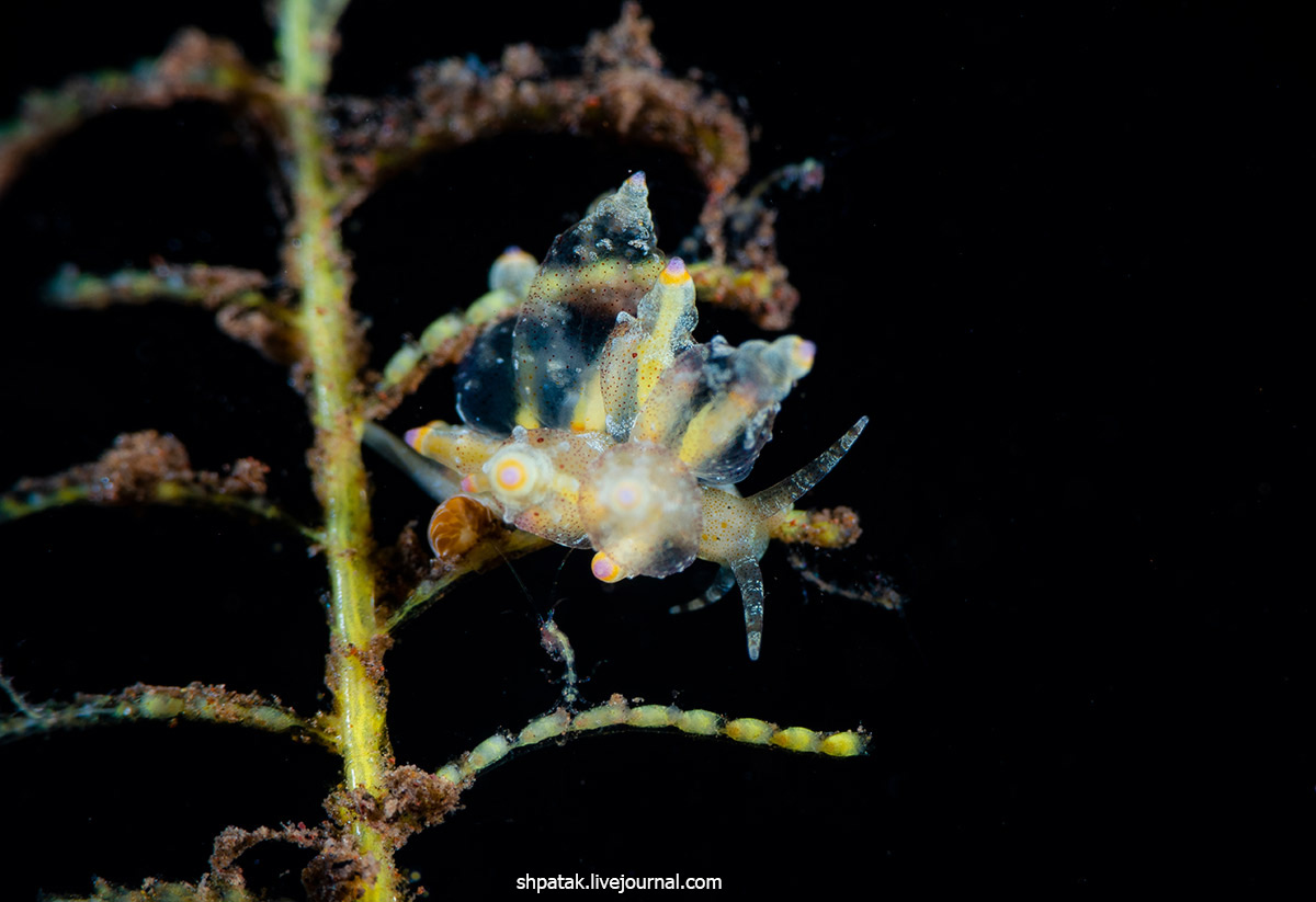 Дайвинг на севере Приморья. Бухта Рудная. Eubranchus sanjuanensis. Первое, нудик, редким, находкам, Канаде, Британская, Колумбия,  Данный, обычно, sanjuanensis, попадался, исчезал, следующего, фотографии, годам, Определен, известен, зовут Eubranchus, этого, благодаря