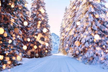 Snowy Christmas trees