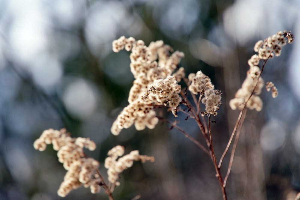 Sony FE PZ 28 135mm F4 G OSS Bokeh