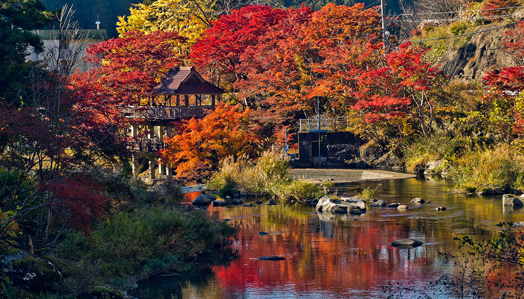 紅葉（モミジ）