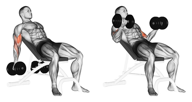 incline dumbbell curl exercise