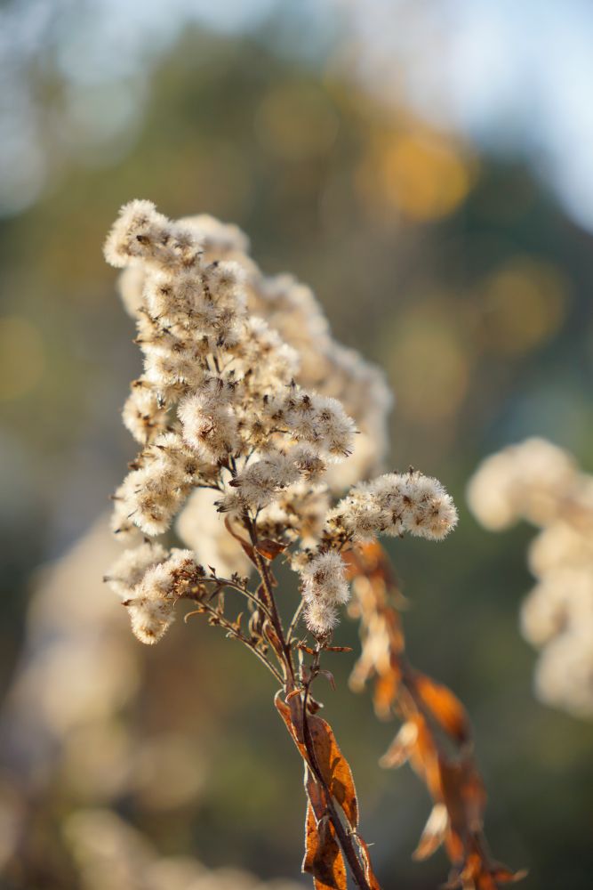 Sigma 18 50mm F2.8 Bokeh2