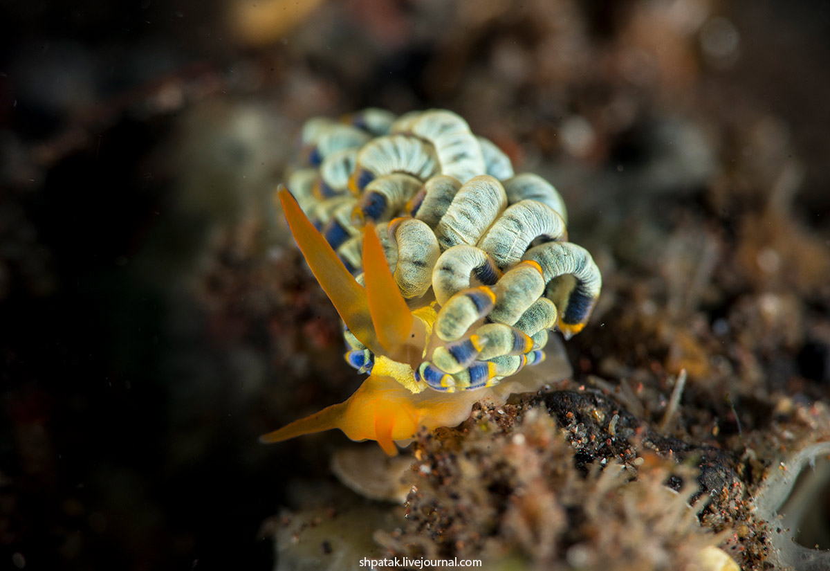 Бали. Туламбен. 2016. Либерти, районе, Hypselodoris, Trinchesia, ornatissima, Cadlinella, трюмов, одного, Внутри, villosus, Aegires, нудиков, Парочка, zephyra, вполне, плохо, остатков, моему, Смотрим, ноября