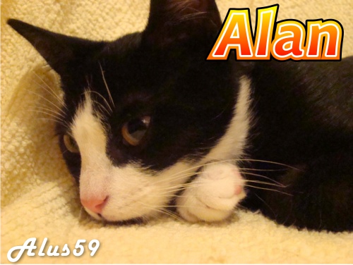 https://dl.dropboxusercontent.com/s/3st6p9i4audy07d/alan.jpg