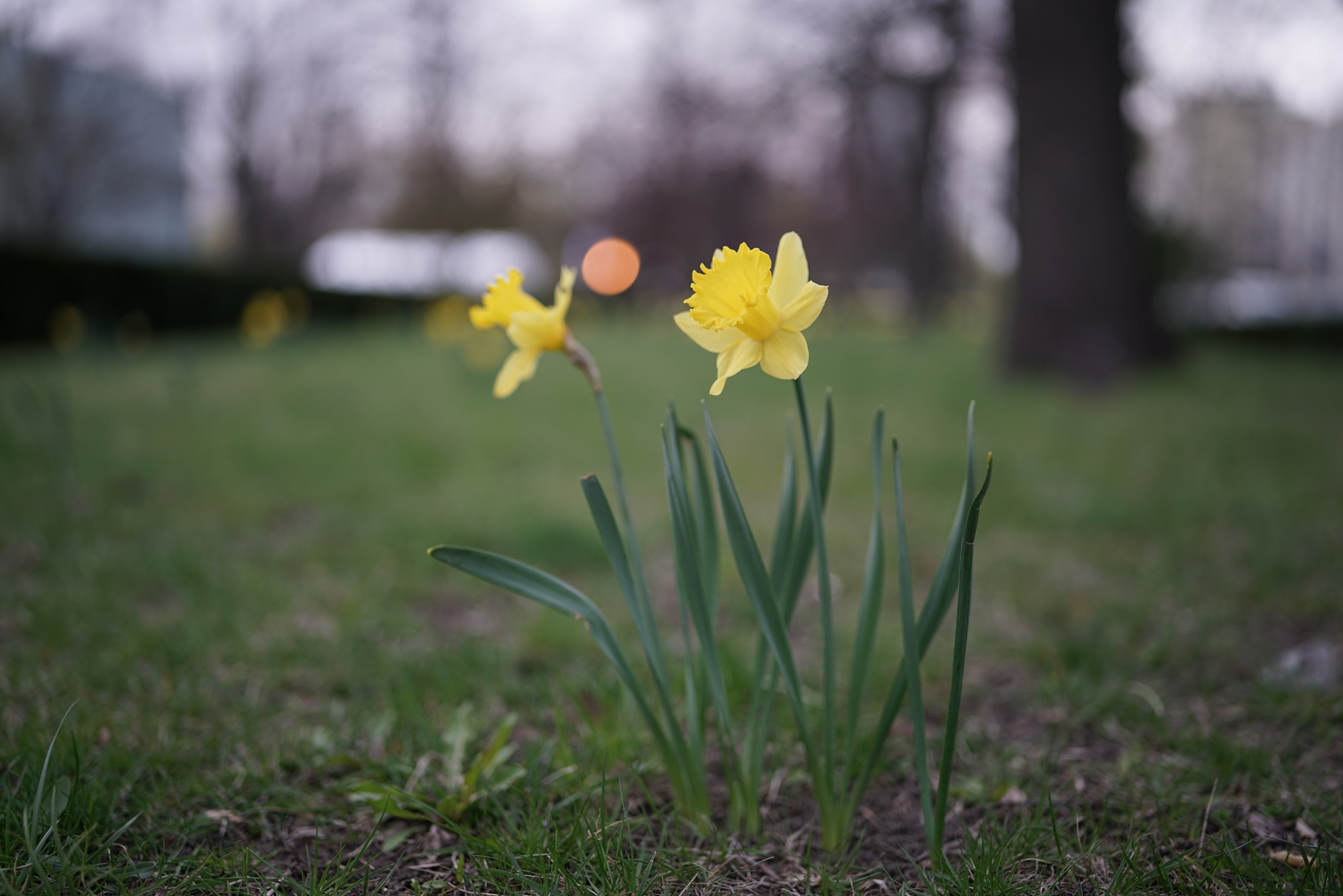 Sigma 35mm F1.2 DG DN Art, Sony a7R II, przysłona F1.2.