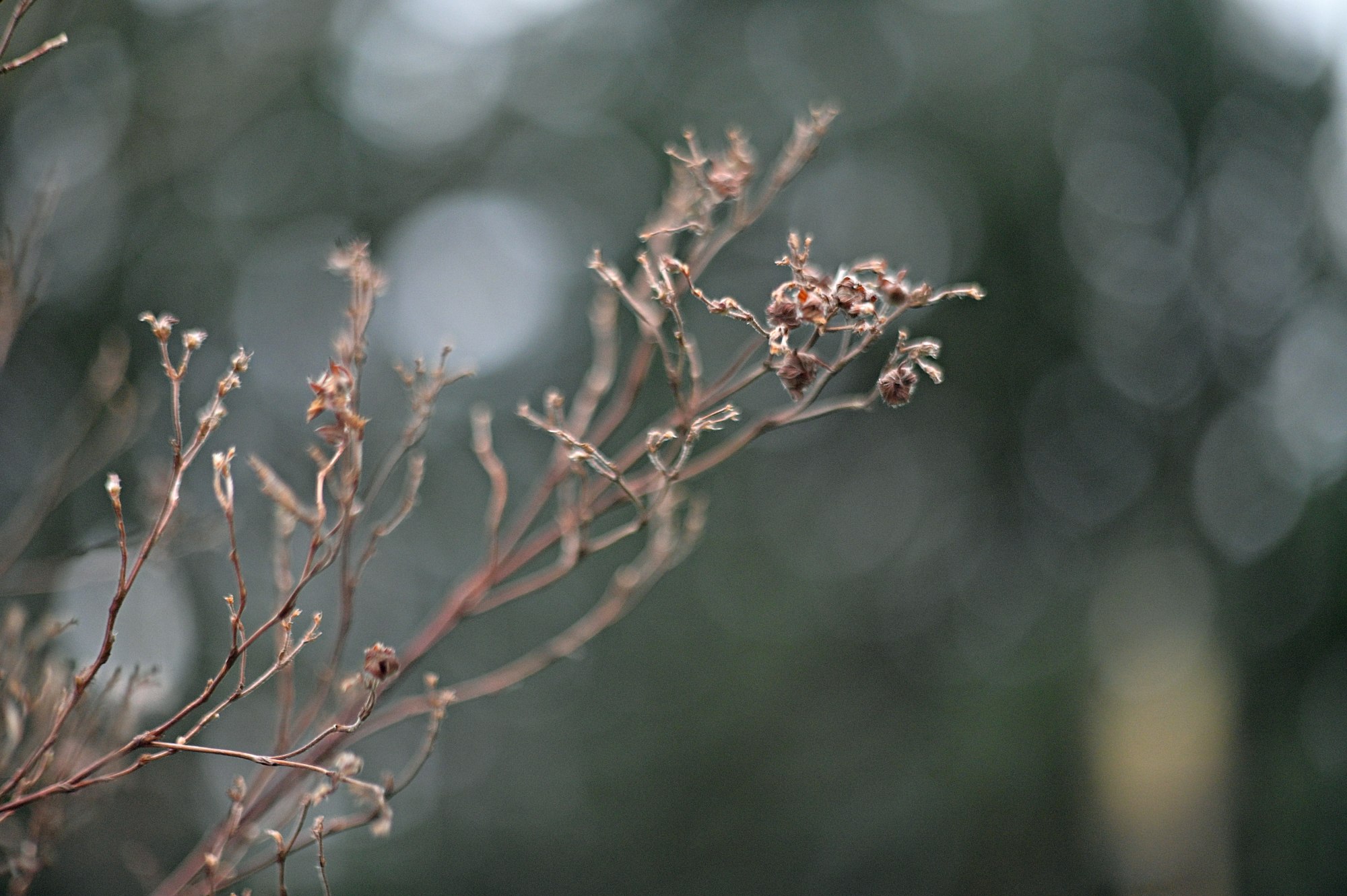 Pancolar 80mm F1.8 Dry Full