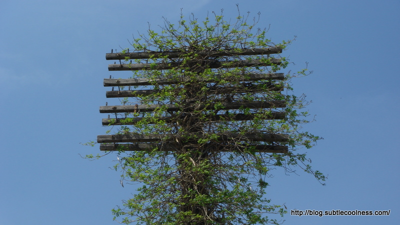 Telephone pole