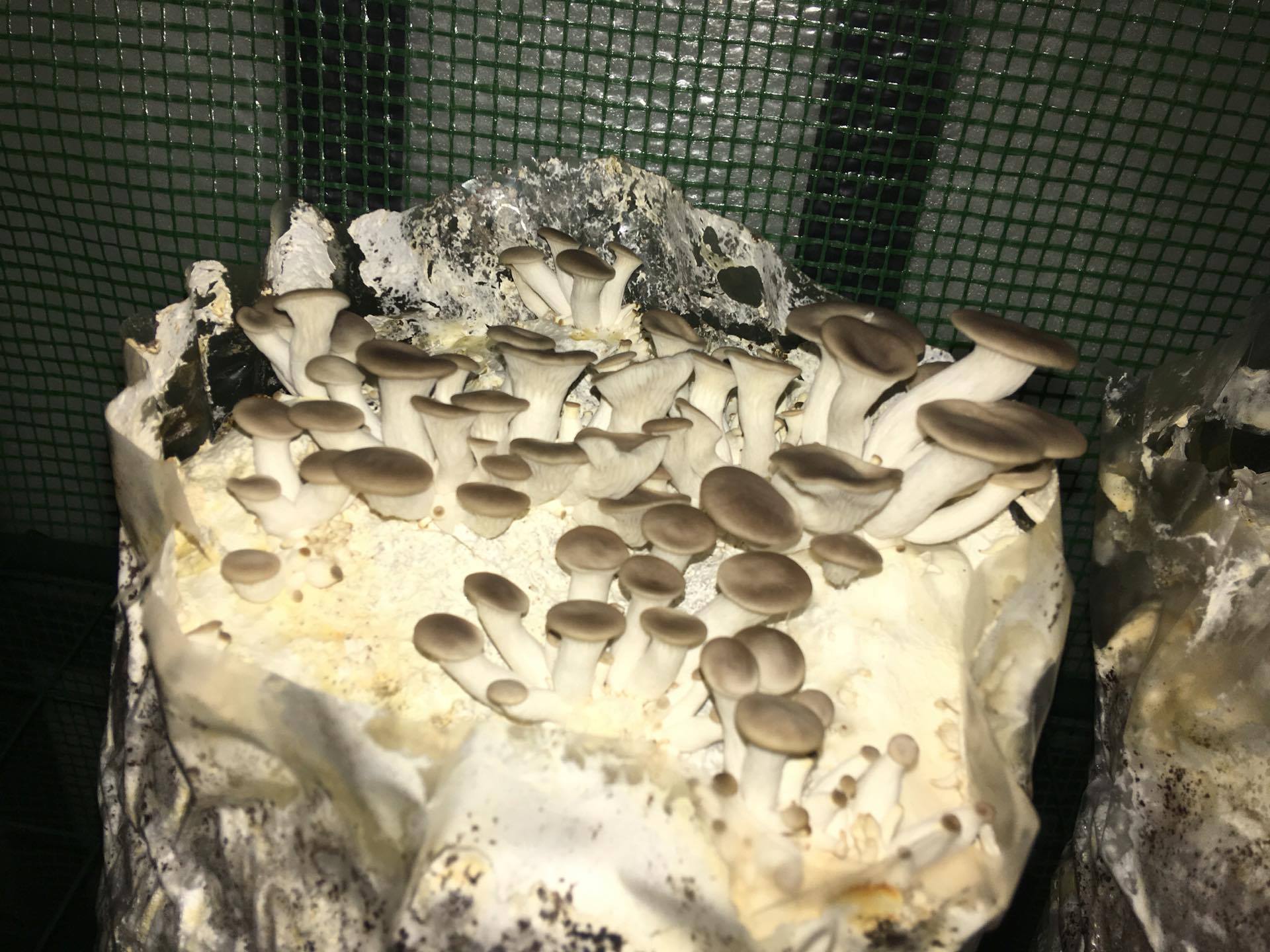 Fruiting Bag Side