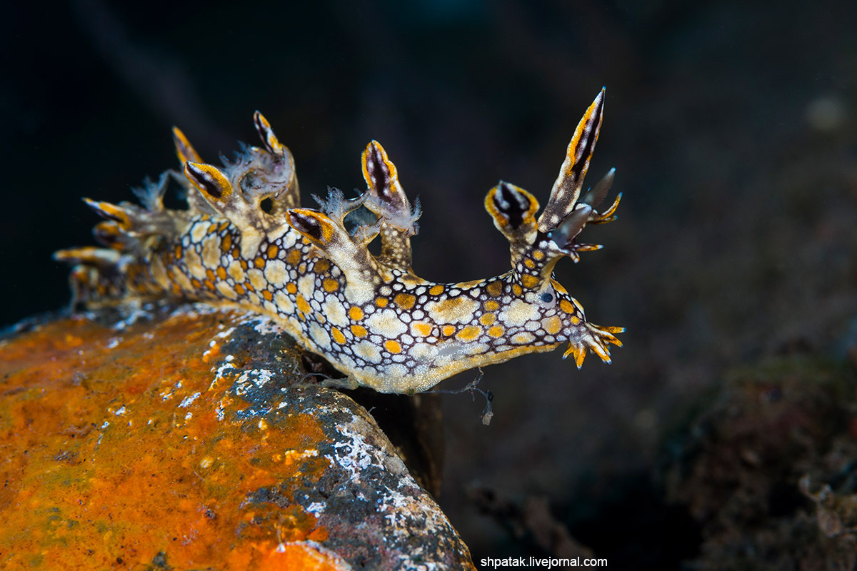 2019. Бали. Туламбен. Примерно тоже самое, что и вчера. anguilla, Phyllodesmium, Bornella, поездки, последней, iriomotense, Trinchesia, Искренне, infucata, Hypselodoris, sp14 , фоточки, выкладывать, крупных, Парочка, Поинт, Манта, кружится, точкой, Продолжаю