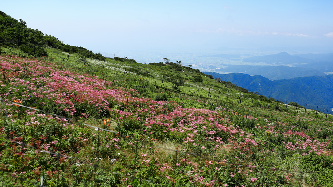 山頂の花園