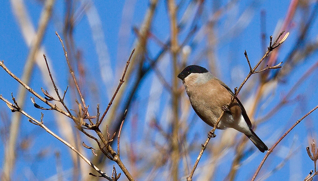 アカウソ