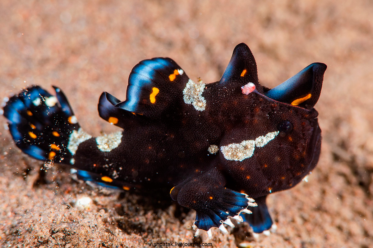 2019. Бали. Туламбен. Лето за деньги. День 13. melanesica, Hypselodoris, frogfish, clown, Bumblebe, shrimp, Искренне, икрой, Помпом, писать, чтото, D500Nikkor, Nikon, kuniei, Сегодня, вчера, ночного, после, унырялись, Goniobranhus