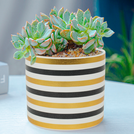 Maceta decorativa 11.5xØ12.5cm, cerámica