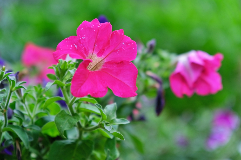 Tamron 17 70mm flower