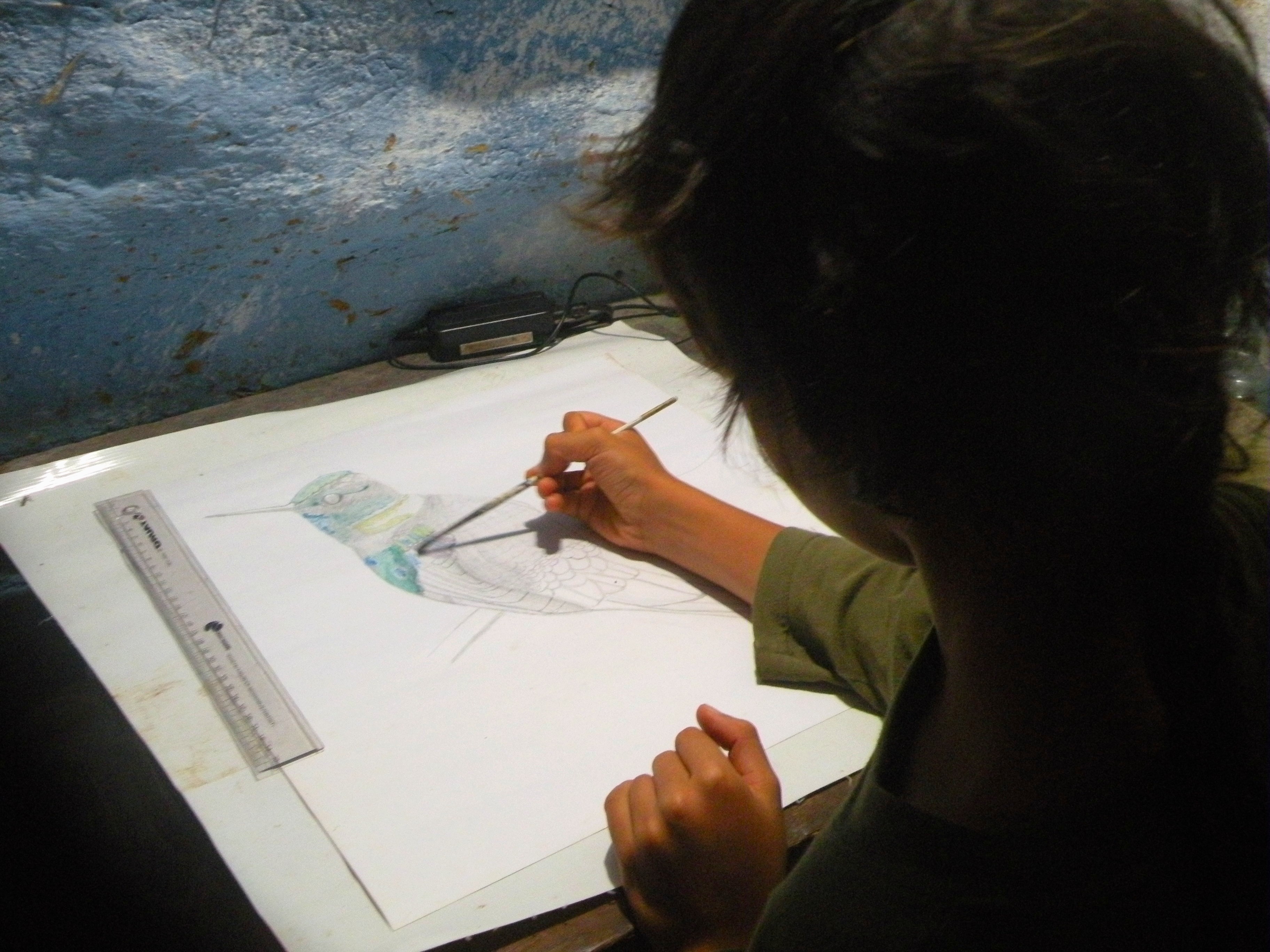 Concurso de Dibujo “Dibuja las Aves del Caribe Venezolano”