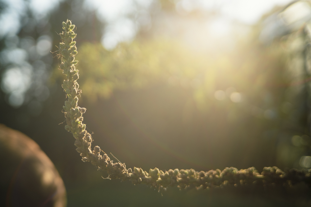 TTArtisan 50mm F2, Sony a7R II, flare.