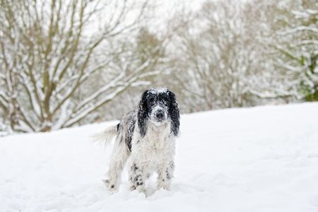 Dog in snow