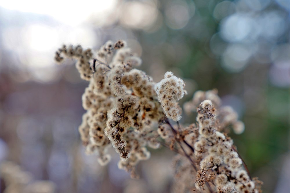 Sony FE 24-70mm F2.8 FE