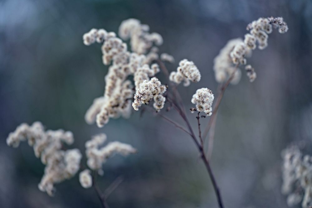 Tamron 35 150mm F2 2.8 Di III CA 150mm