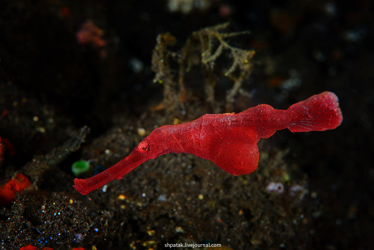 Бали. Туламбен. Ноябрь 2016. ghost, pipefish, shrimp, Ornate, Самка, самки, Basket, bumblebee, Striped, Tiger, Velvet, Трубкорылов, представитель, несколько, меньше, всегда, самец, ноябре, поездки, подборка