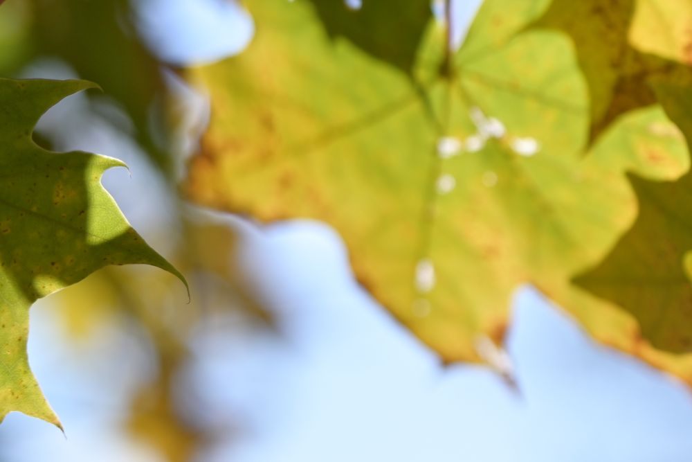 TTArtisan 50mm F1.4 ASPH Bokeh CA
