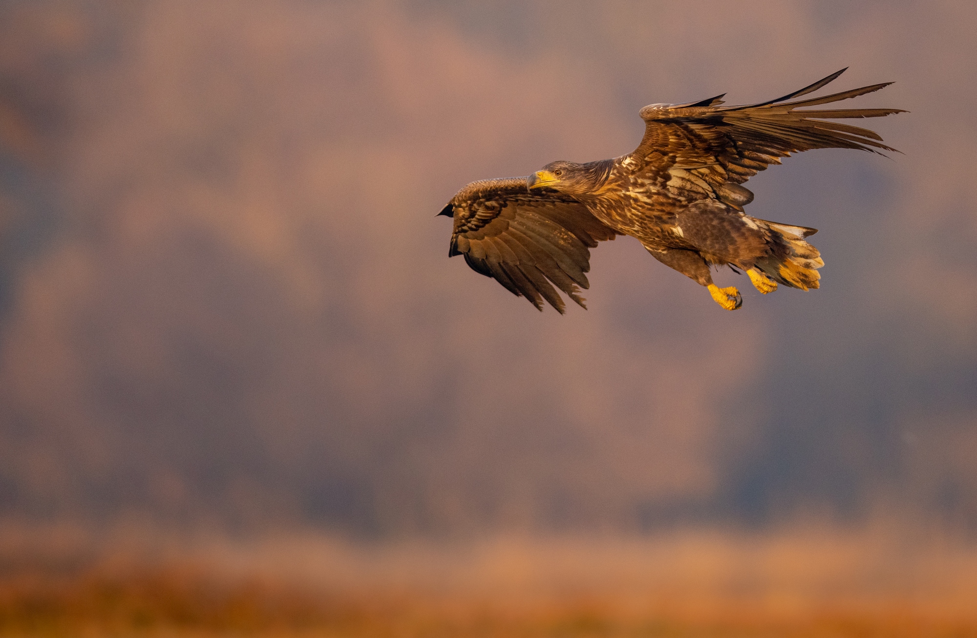 Bielik Canon R5 + Canon 400mm f/2.8 L IS II USM