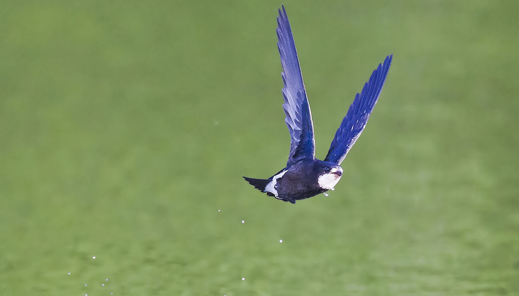 ハリオアマツバメ