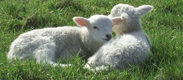 lamb