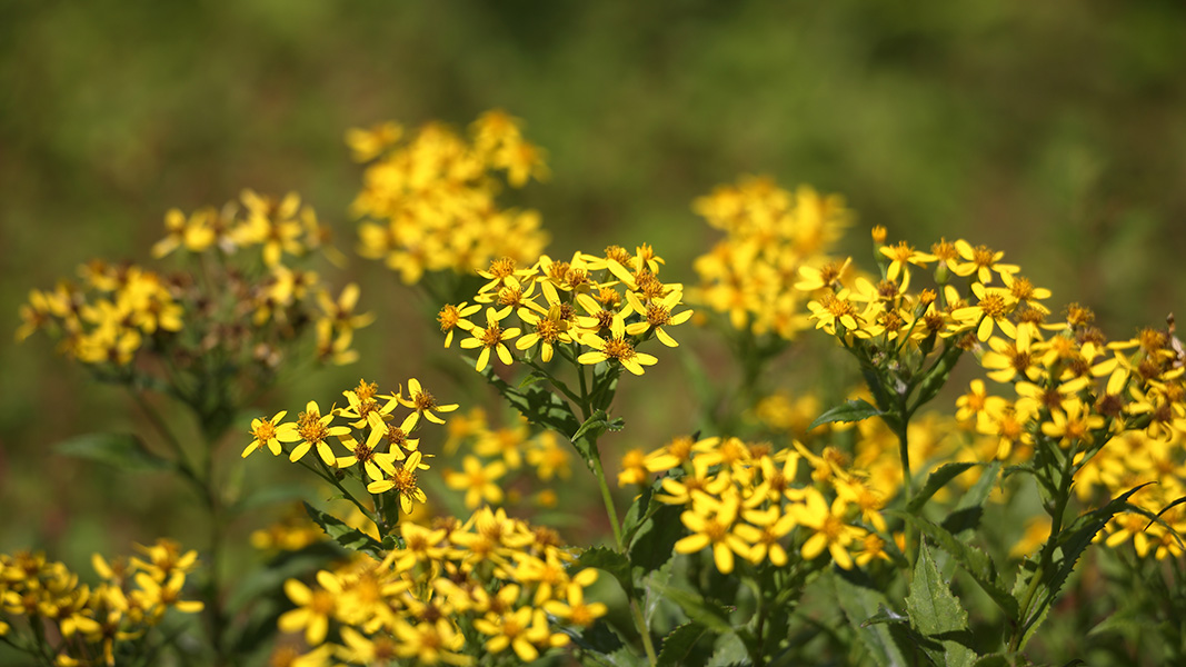 山頂の花園