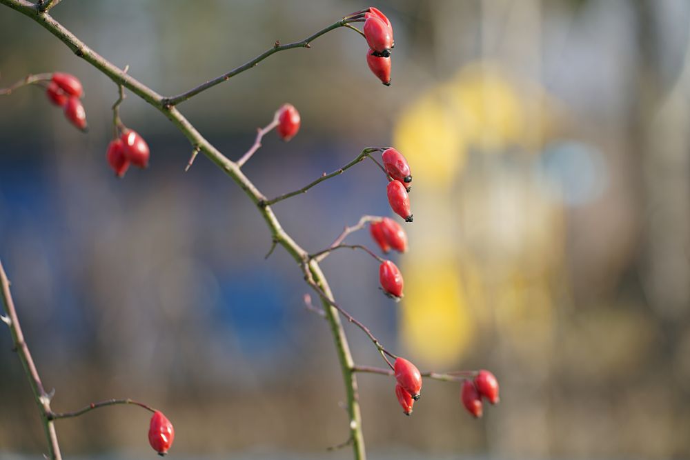 Tamron 35 150mm F2 2.8 Di III Bokeh 150mm