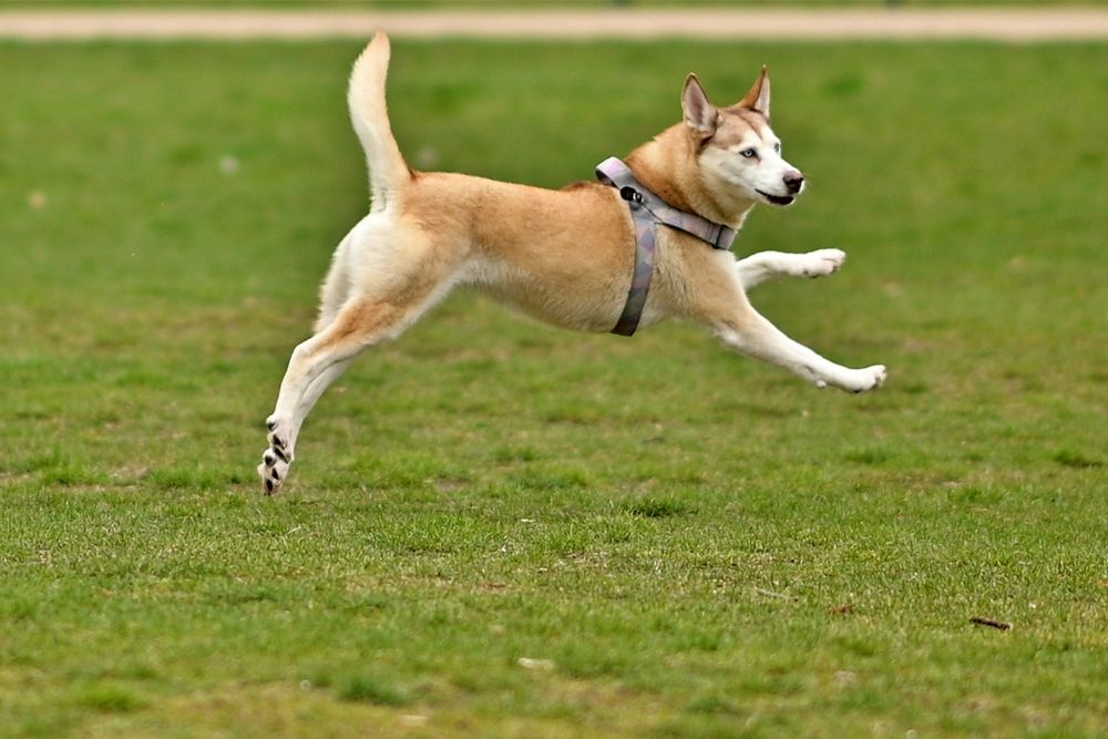 Adapter Nikon FTZ, AF-S Nikkor 105mm F1.4E ED, Nikon Z6, przysłona F1.4. Floating dog.