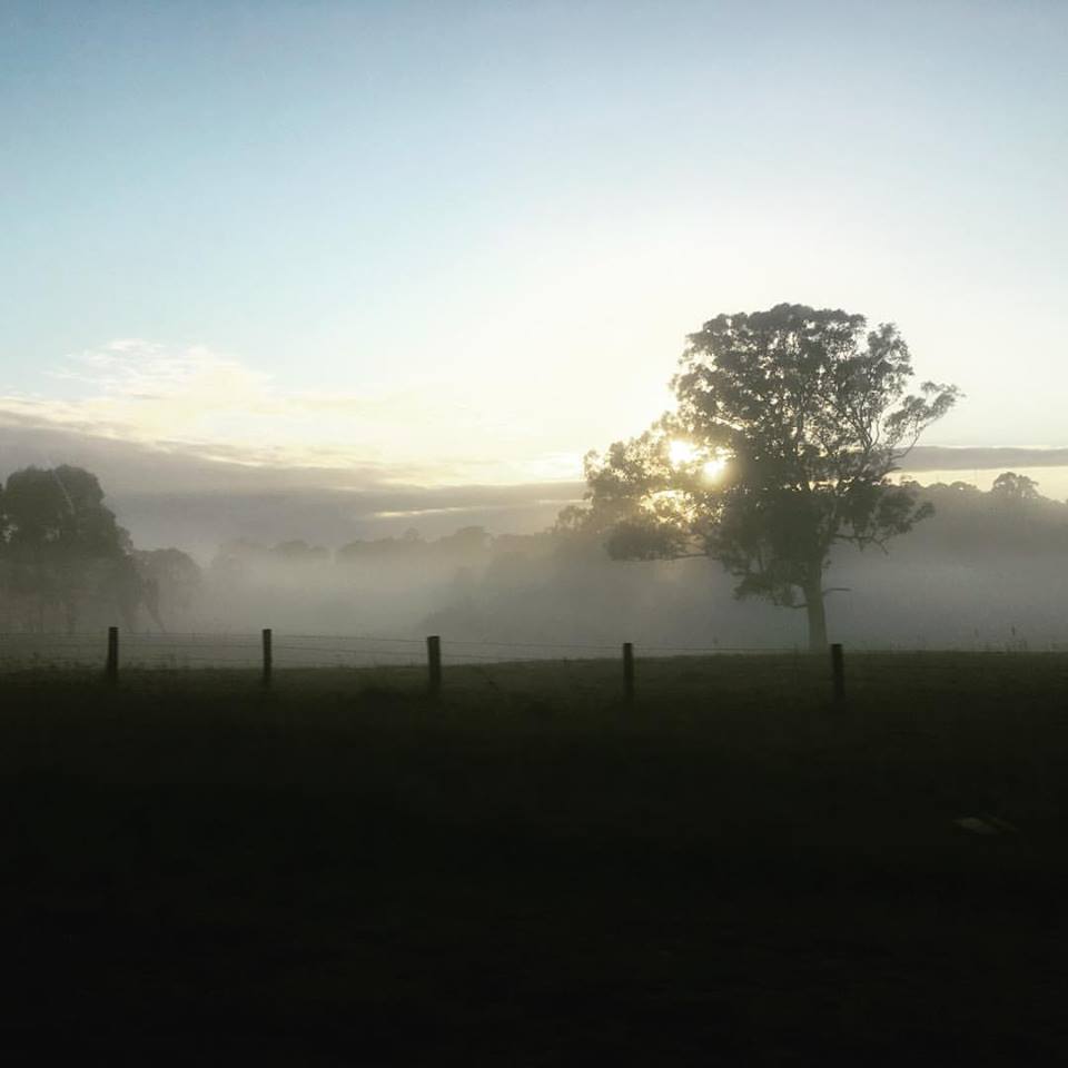 Morning mist, fog