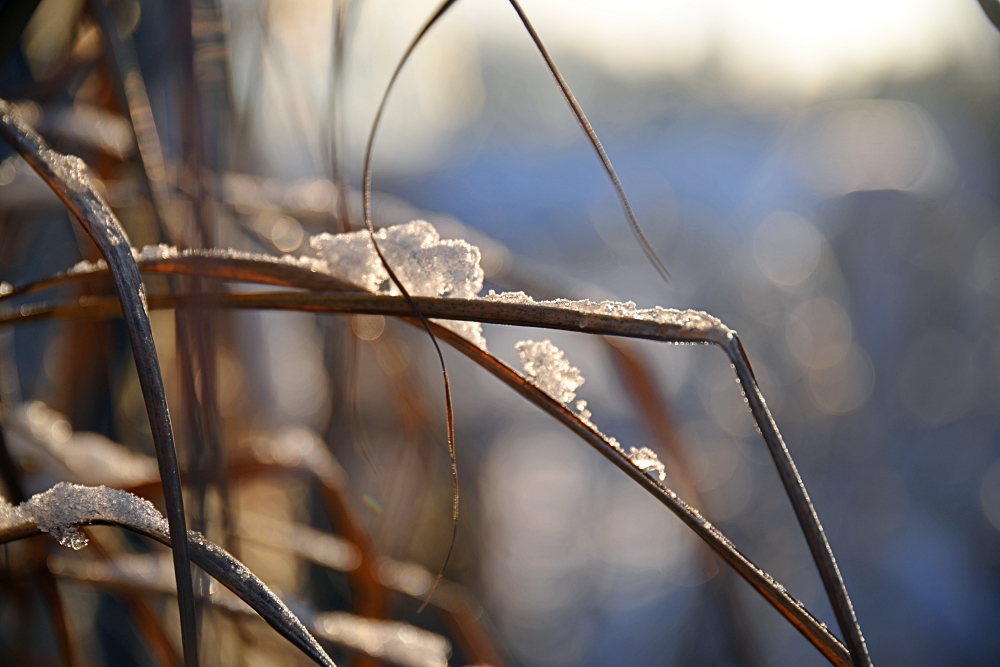 Sigma 24 105mm F4 DG OS HSM Nikon D850 Bokeh 2